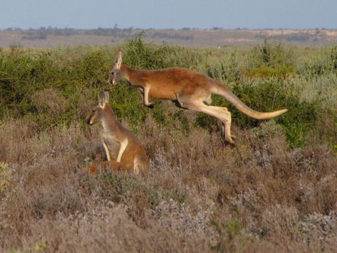 Echidna Walkabout Nature Tours - Accommodation Broome 11