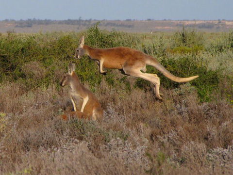 Echidna Walkabout Nature Tours - Accommodation Broome 13