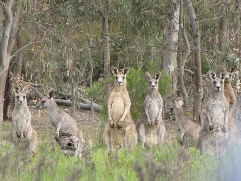 Echidna Walkabout Nature Tours - Accommodation Broome 15