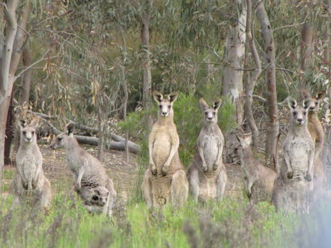 Echidna Walkabout Nature Tours - Accommodation Broome 17