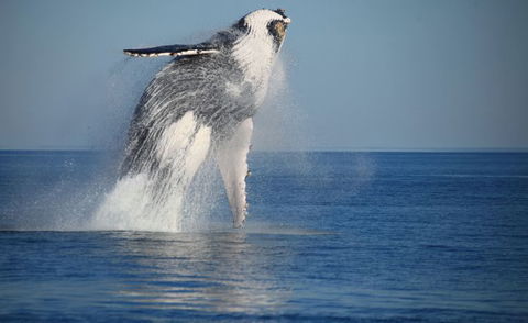Absolute Ocean Charters - Accommodation Broome 9