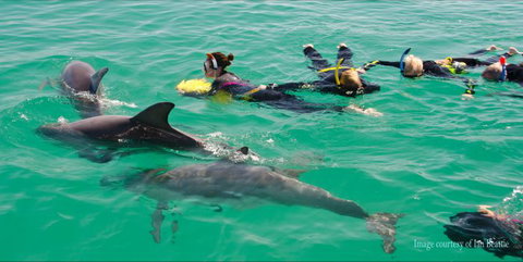 Rockingham Wild Encounters - Swim With Wild Dolphins - Accommodation Broome 0