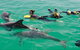 Rockingham Wild Encounters - Swim With Wild Dolphins - thumb 3