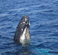 Jervis Bay Whales - Accommodation Broome