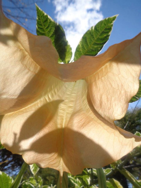 Marysworldart Bali Imports - Accommodation Broome 1