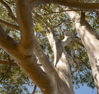 Lindsay Pryor Walk Australian National University - Accommodation Broome