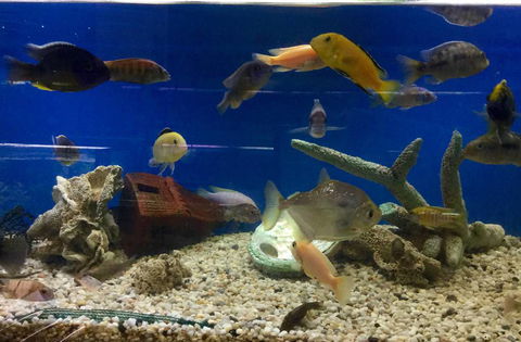 Clearwater Aquariums - Accommodation Broome 3