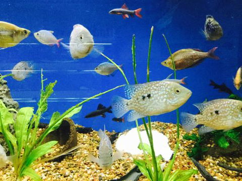 Clearwater Aquariums - Accommodation Broome 4