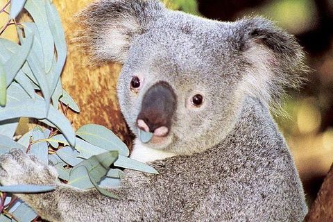 Perth Zoo General Entry Ticket And Sightseeing Cruise - Accommodation Broome 0