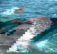 Half-Day Mandurah Canals  Dolphin Watch Tour - Accommodation Broome