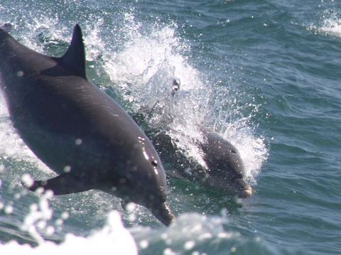 Swim With Dolphins Day Trip From Perth - Accommodation Broome 2