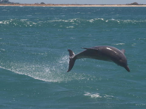 Swim With Dolphins Day Trip From Perth - Accommodation Broome 3
