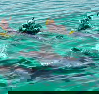 Swim with Dolphins Day Trip from Perth - Accommodation Broome