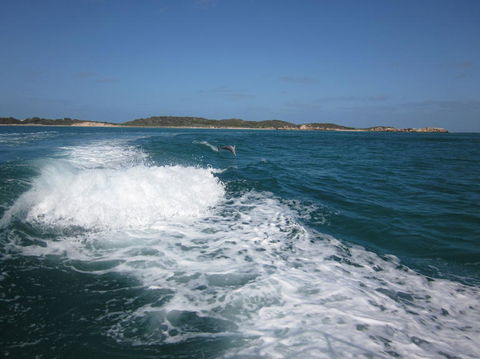 Swim With Dolphins Day Trip From Perth - Accommodation Broome 4
