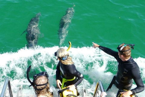 Swim With Dolphins Day Trip From Perth - Accommodation Broome 8