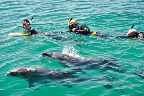 Swim With Dolphins Day Trip From Perth - Accommodation Broome 5