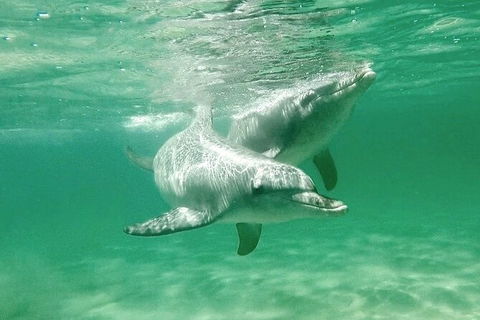 Swim With Dolphins Day Trip From Perth - Accommodation Broome 10