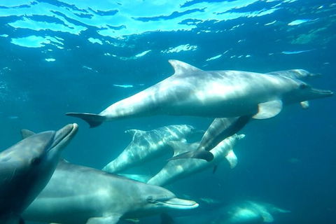 Swim With Dolphins Day Trip From Perth - Accommodation Broome 7