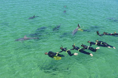 Swim With Dolphins Day Trip From Perth - Accommodation Broome 6