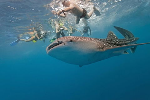 7 Day Perth To Exmouth Cruiser : Return - Accommodation Broome 1
