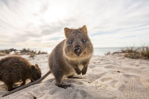 Rottnest Bayseeker Bus Tour From Hillarys Boat Harbour - Accommodation Broome 5