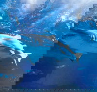 Snorkel with Sharks at AQWA - Accommodation Broome