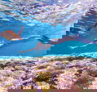 7-Day Exmouth Explorer via Pinnacles Monkey Mia Ningaloo Reef returning to Perth - Accommodation Broome