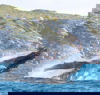 Jet Boat Whale Watching Safari from Dunsborough - Accommodation Broome
