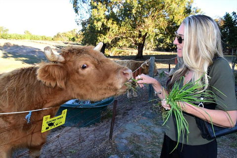Private Swan Valley Tour By Luxury Vehicle From Perth - Accommodation Broome 3
