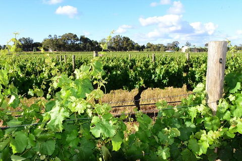 Private Swan Valley Tour By Luxury Vehicle From Perth - Accommodation Broome 39