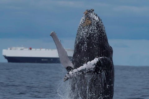 Perth Whale-Watching Cruise From Hillarys Boat Harbour - Accommodation Broome 1