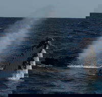 Perth Whale-Watching Cruise from Hillarys Boat Harbour - Accommodation Broome