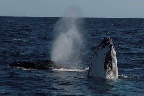 Perth Whale-Watching Cruise From Hillarys Boat Harbour - Accommodation Broome 0