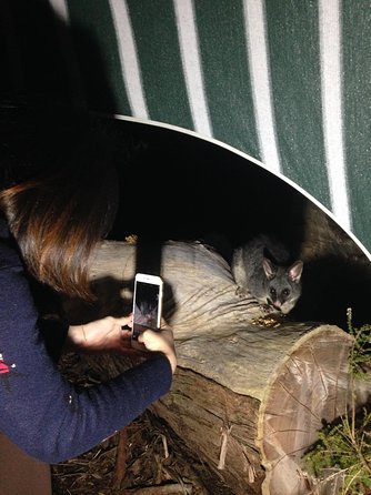 Nocturnal Wildlife Tour From Busselton Or Dunsborough - Accommodation Broome 1
