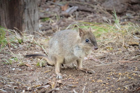 Nocturnal Wildlife Tour From Busselton Or Dunsborough - Accommodation Broome 0