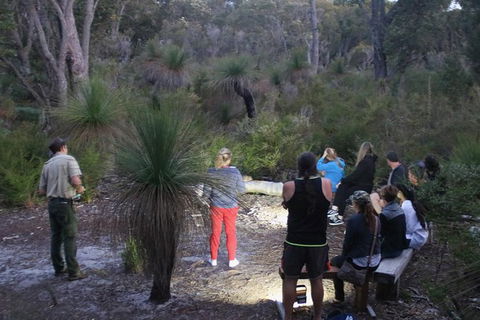 Nocturnal Wildlife Tour From Busselton Or Dunsborough - Accommodation Broome 5