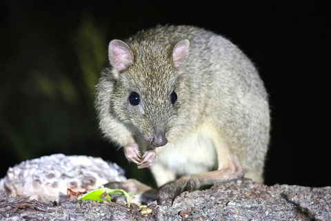 Nocturnal Wildlife Tour From Busselton Or Dunsborough - Accommodation Broome 2