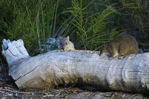 Nocturnal Wildlife Tour From Busselton Or Dunsborough - Accommodation Broome 8