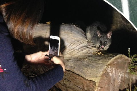 Nocturnal Wildlife Tour From Busselton Or Dunsborough - Accommodation Broome 4