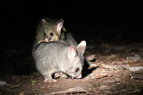 Nocturnal Wildlife Tour From Busselton Or Dunsborough - Accommodation Broome 7