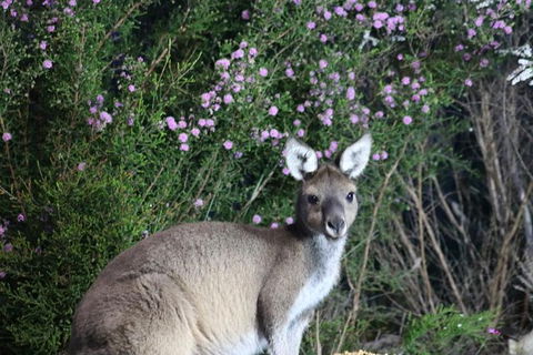 Nocturnal Wildlife Tour From Busselton Or Dunsborough - Accommodation Broome 6