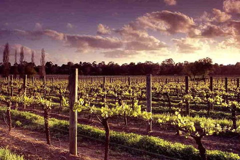 Upper Reach Winery: Swan Valley Winery And Vineyard Tour - Accommodation Broome 5
