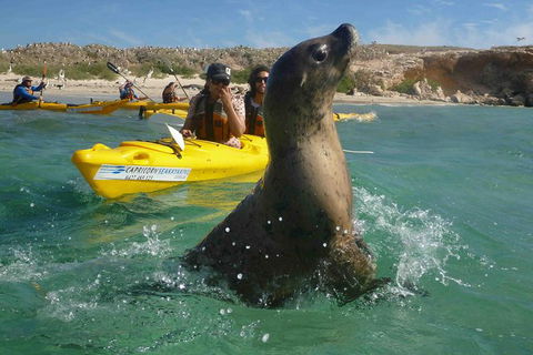 Penguin And Seal Island Kayak Tour - Accommodation Broome 0