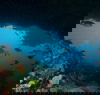 Rottnest Island scuba diving from Fremantle - Accommodation Broome