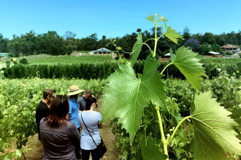 Premium Cider, Wine & Whiskey Tour - Small Group Full-Day Tour From Perth - Accommodation Broome 6