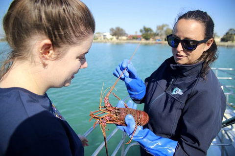 Mandurah Dolphin And Scenic Marine Cruise - Accommodation Broome 8