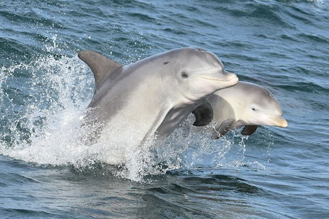 Mandurah Dolphin And Scenic Marine Cruise - Accommodation Broome 12