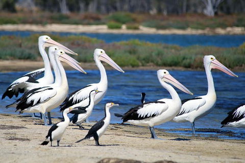 Mandurah Dolphin And Scenic Marine Cruise - Accommodation Broome 7
