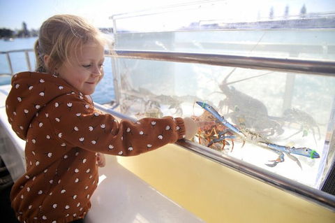 Mandurah Dolphin And Scenic Marine Cruise - Accommodation Broome 5