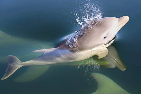Mandurah Dolphin And Scenic Marine Cruise - Accommodation Broome 4